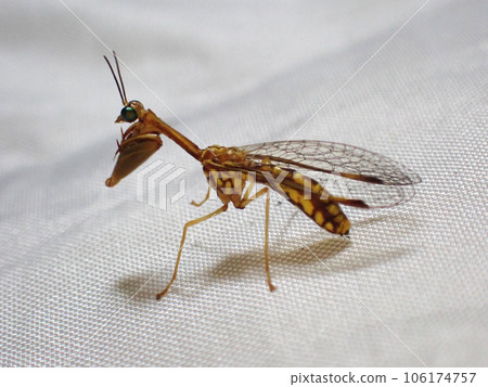 A mantis-like mantis, a member of the Mayfly family. A mantis-like mantis, a member of the Mayfly family. 106174757