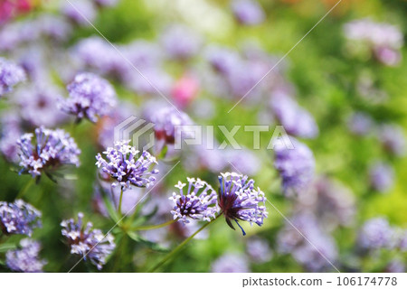 cute asperula cute asperula 106174778