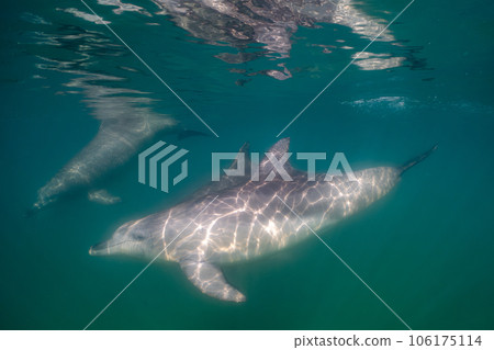 野生海豚 能登島 004 野生海豚 能登島 004 106175114