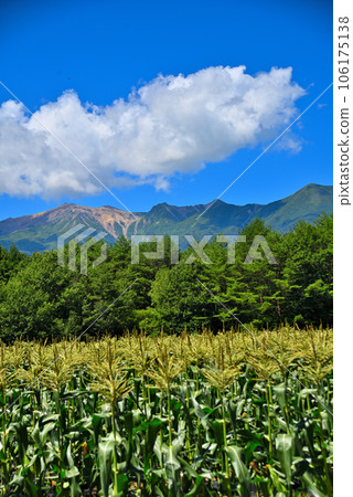 《長野縣》玉米田、山 106175138