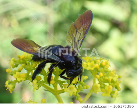 台灣竹木蜂是一種正在擴大棲息地範圍的入侵生物。 106175390