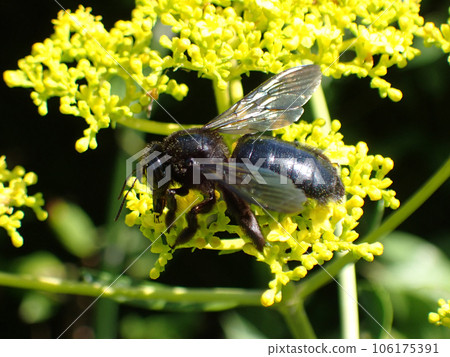 Invasive creatures that are expanding their habitat range, the Taiwan bamboo carpenter bee. Invasive creatures that are expanding their habitat range, the Taiwan bamboo carpenter bee. 106175391