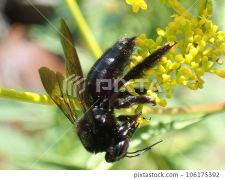 台灣竹木蜂是一種正在擴大棲息地範圍的入侵生物。 106175392
