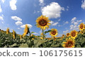 Sunflowers blooming in the blue sky Sunflowers blooming in the blue sky 106175615