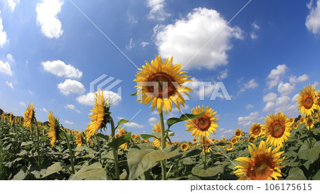 在藍藍的天空中盛開的向日葵 在藍藍的天空中盛開的向日葵 106175615