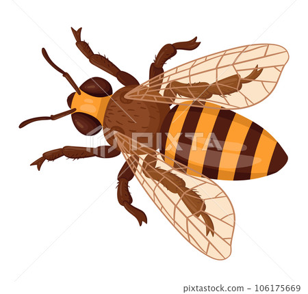 Cartoon bee. Honey bee insect, striped bumblebee. Winged crawling bee flat vector illustration on white background 106175669