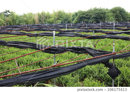 Tea garden in Kyoto 106175813