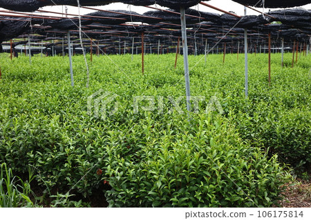 Summer tea plantation in Kyoto 106175814