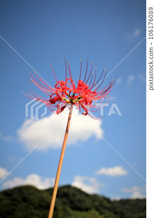 藍天和單一石蒜科 藍天和單一石蒜科 106176089