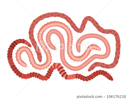 Animal earth worm isolated on white background — Stock Photo