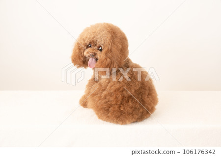 Toy poodle Tyrol turning around and smiling Toy poodle Tyrol turning around and smiling 106176342