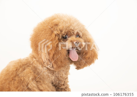 Bust up of a toy poodle that turns around and smiles Bust up of a toy poodle that turns around and smiles 106176355