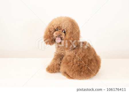 Toy poodle Tyrol turning around and smiling Toy poodle Tyrol turning around and smiling 106176411