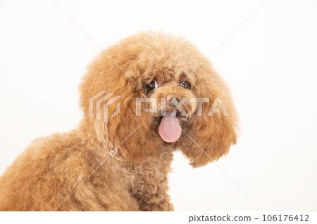 Bust up of a toy poodle that turns around and smiles Bust up of a toy poodle that turns around and smiles 106176412