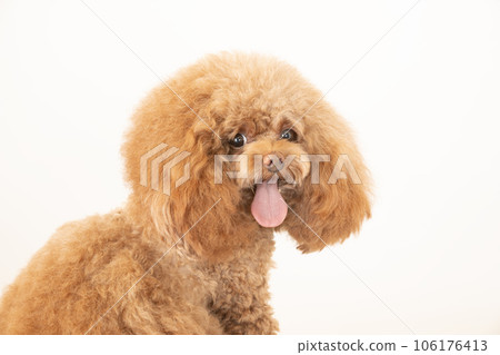 Bust up of a toy poodle that turns around and smiles 106176413