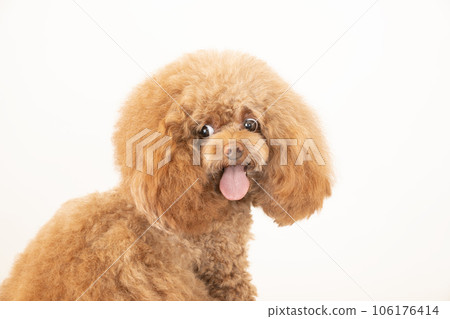 Bust up of a toy poodle that turns around and smiles 106176414