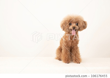 微笑的玩具貴賓犬 Marron 106176455