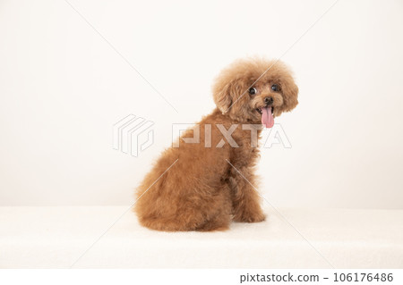 Toy poodle Maron turning around and smiling Toy poodle Maron turning around and smiling 106176486