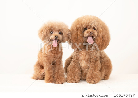 Tyrol and Marron of smiling toy poodles 106176487