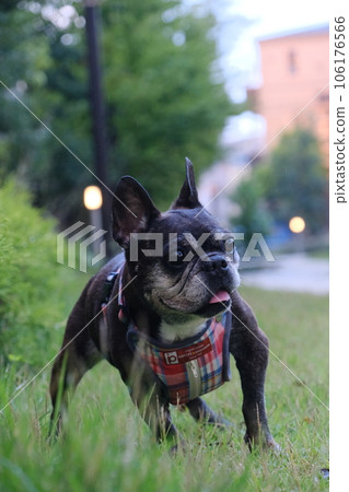 French bulldog and summer morning walk 106176566