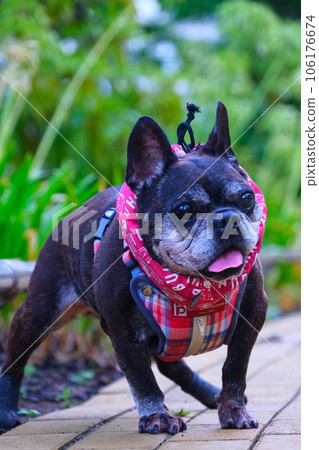 法國鬥牛犬和夏日早晨散步 106176674