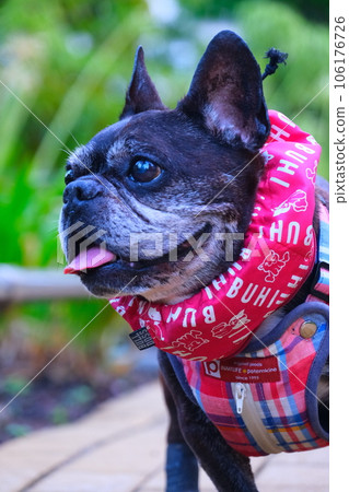 French bulldog and summer morning walk French bulldog and summer morning walk 106176726