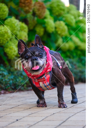 French bulldog and summer morning walk French bulldog and summer morning walk 106176940