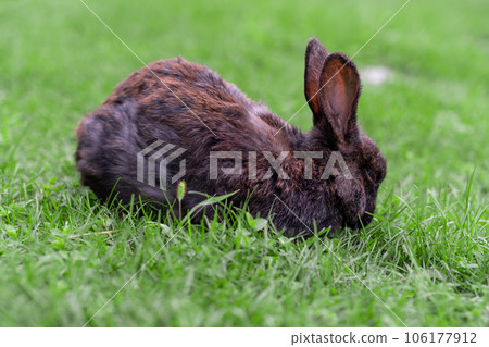 Black rabbit on green grass eat grass. Rabbit with big ears walking in the garden on the lawn. There is a free space for texter in the photo. Black rabbit on green grass eat grass. Rabbit with big ears walking in the garden on the lawn. There is a free space for texter in the photo. 106177912