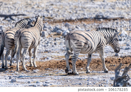 Zebras in Etosha 106178285