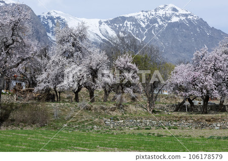 Passu is a small village. Located in the Hunza upper Gojal Valley of Gilgit Baltistan in northern Pakistan. 106178579