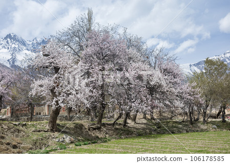 Passu is a small village. Located in the Hunza upper Gojal Valley of Gilgit Baltistan in northern Pakistan. 106178585