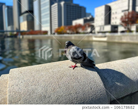 中之島和大阪的鴿子 中之島和大阪的鴿子 106178682