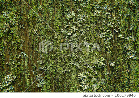 old wooden wall covered with mold, moss and lichens old wooden wall covered with mold, moss and lichens 106179946