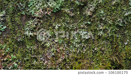 background, texture - surface completely covered with lichens and moss background, texture - surface completely covered with lichens and moss 106180170