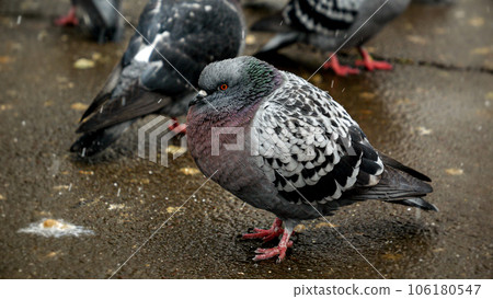 Snowflakes falling on a group of pigeons at a park. The clip conveys the concept of adaptation of wildlife to changing weather conditions. Snowflakes falling on a group of pigeons at a park. The clip conveys the concept of adaptation of wildlife to changing weather conditions. 106180547