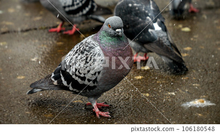 Snowflakes falling on a group of pigeons at a park during winter. The clip portrays the coexistence of nature and urban life. 106180548