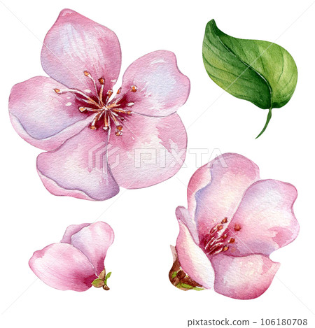 Set of pink flowers of peach tree watercolor illustration isolated on white. Blossom fruit tree, white bloom hand painting. Design element for wedding invitation, textile, wrapping, card, package Set of pink flowers of peach tree watercolor illustration isolated on white. Blossom fruit tree, white bloom hand painting. Design element for wedding invitation, textile, wrapping, card, package 106180708