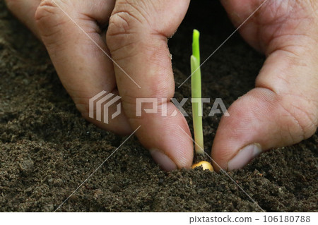 Planting Corn seedling Planting Corn seedling 106180788
