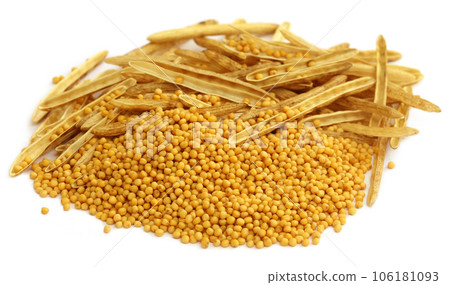 Fresh golden mustard with empty pods Fresh golden mustard with empty pods 106181093