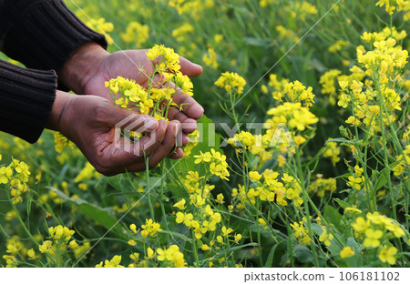 Hands holding bunch of mustard flowers 106181102