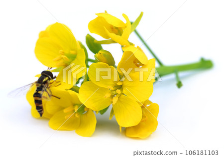 Mustard flowers 106181103