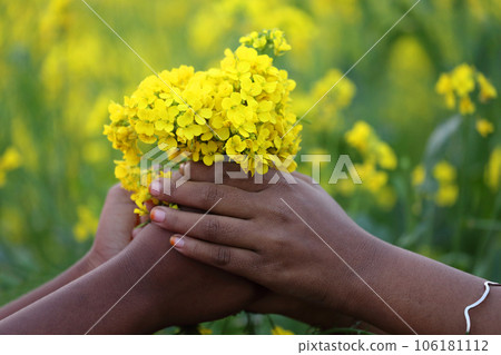 Hands holding bunch of mustard flowers Hands holding bunch of mustard flowers 106181112
