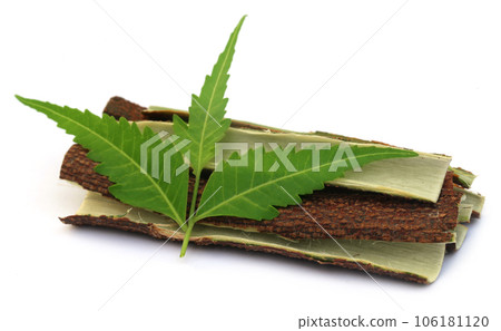 Medicinal neem leaves with bark of tree Medicinal neem leaves with bark of tree 106181120