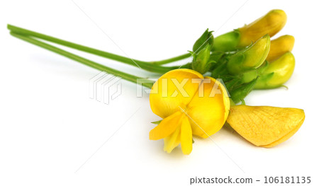 Medicinal Pigeon pea flower 106181135