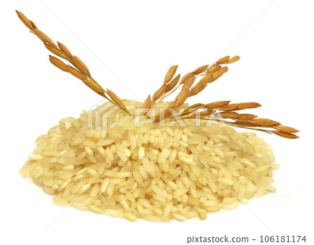 Golden paddy seeds with rice Golden paddy seeds with rice 106181174