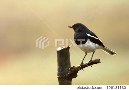 Magpie robin 106181180
