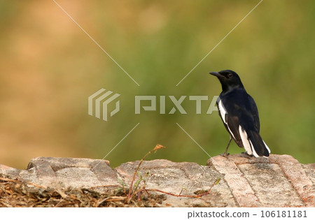 Magpie robin 106181181