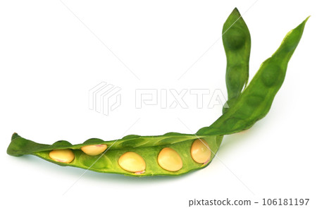 Sandalwood Seeds with green bean 106181197