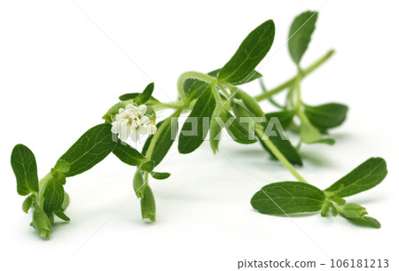 Stevia leaves with flower 106181213