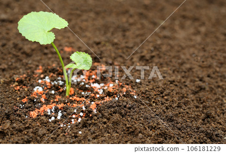 Medicinal thankuni plant on ground Medicinal thankuni plant on ground 106181229